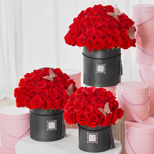Amour Collection (20/30/50/99)
