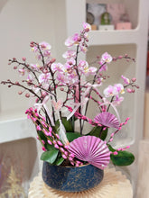 Plum blossom mini orchids 小梅花
