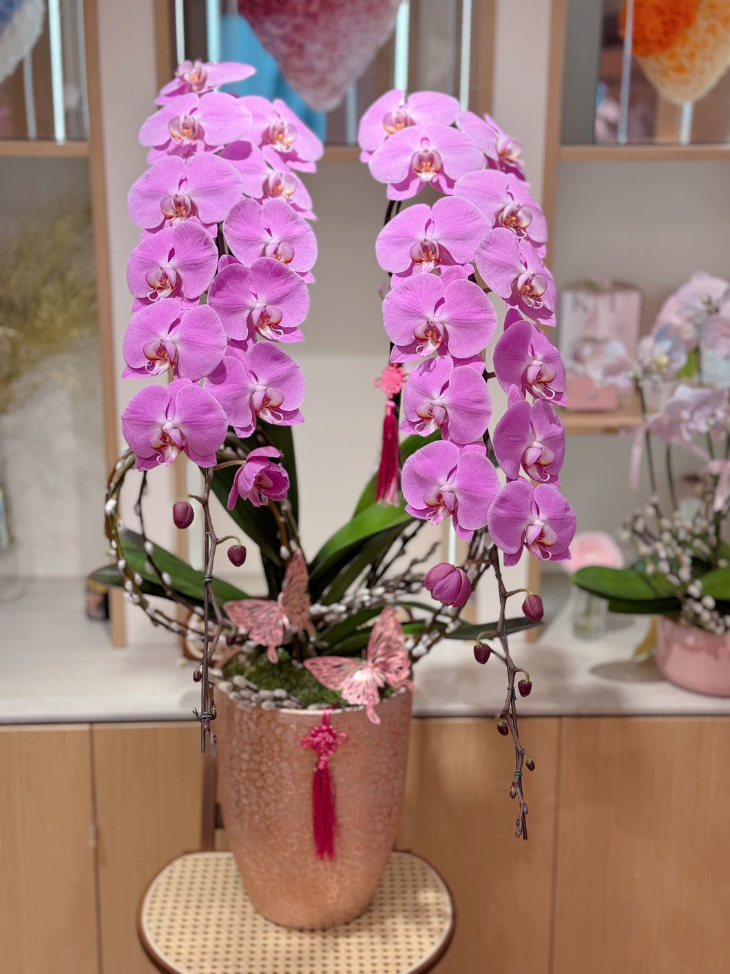 Pink Diamond king orchid