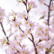 Keio Sakura 山形縣啟翁櫻