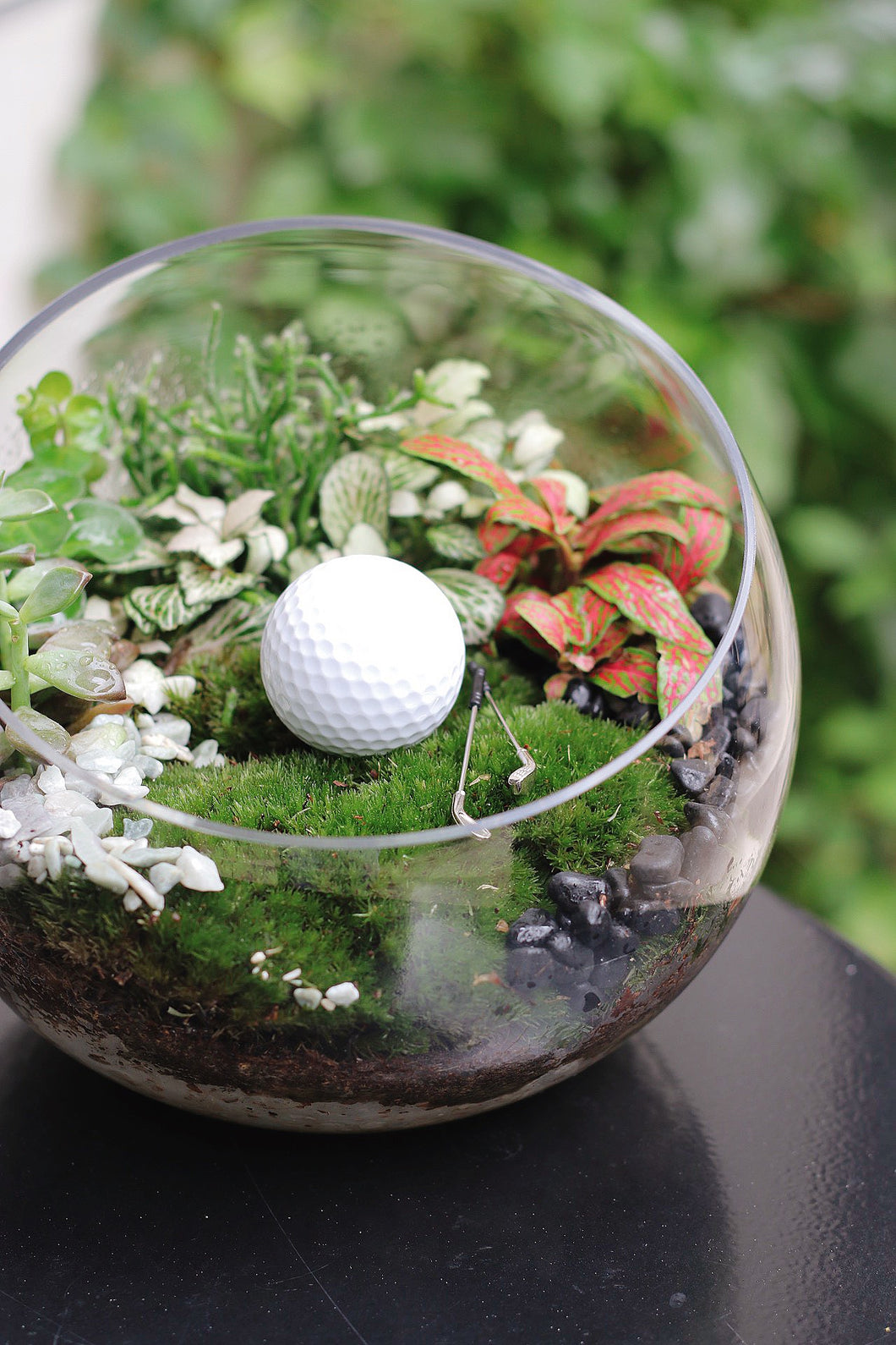Golf lover moss plant (White)