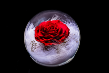 Rose planet fantasy 玫瑰星球夢幻版