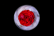 Rose planet fantasy 玫瑰星球夢幻版